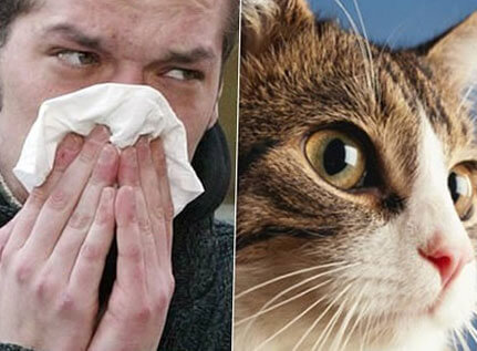 На каких кошек не бывает аллергии