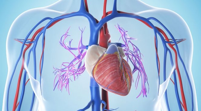 Воздействие Нитроглицерина на сердце и сосуды