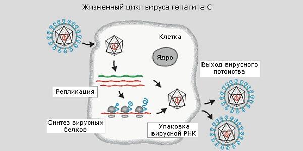 Жизненный цикл вируса гепатита C