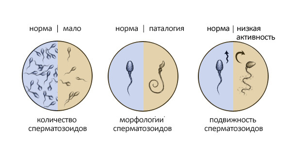 Количество активных сперматозоидов