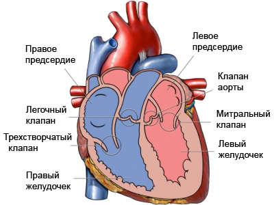 Строение сердца